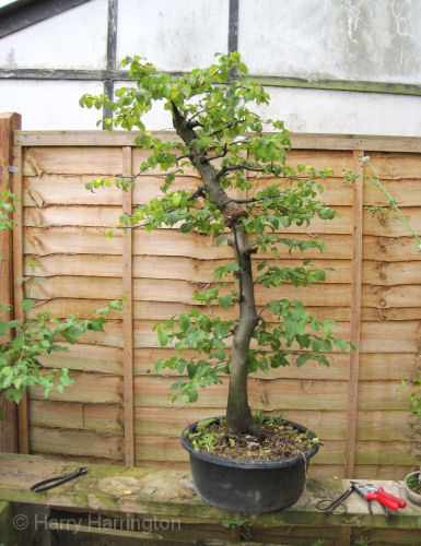 hornbeam bonsai